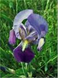 http://t3.gstatic.com/images?q=tbn:vM2_uJBLmT0LAM:http://www.amiciamici.com/wp-content/uploads/2007/05/belforte2-medium.jpg