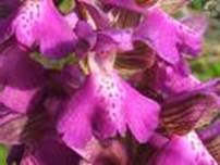 http://t0.gstatic.com/images?q=tbn:iJCUDswR-MMpTM:http://lh4.google.it/image/tiziozep/RiP5CnzuX0I/AAAAAAAAAeQ/SbugU7QHseU/Orchidea_selvatica_2007_m.jpg